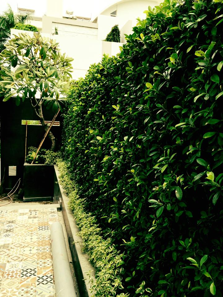 thiết kế Biệt Thự tại Hồ Chí Minh Biệt thự Quận 7 0 1537501901